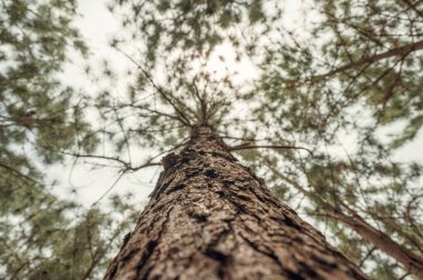 Dallı ve yapraklı çam ağacının kabuğuna bakıyorum.