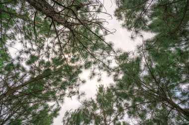 Yeşil yapraklarla kaplı çam ağacına bakıyorum.