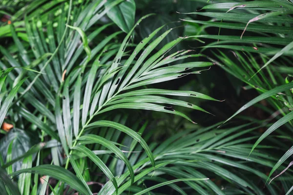 Areca Hojas Palmera Planta Tropical Jardín Ornamental Tonalidad Moody —  Fotos de Stock