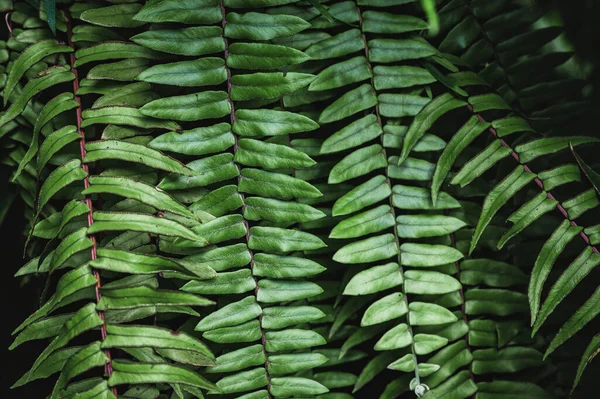Primer Plano Textura Hoja Verde Planta Helecho Tropical Jardín —  Fotos de Stock