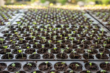 Genç sebze fidanlarını filizlendirmek çocuk bezi tepsisine