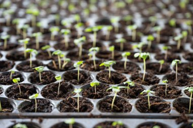 Genç sebze fidanlarını filizlendirmek çocuk bezi tepsisine