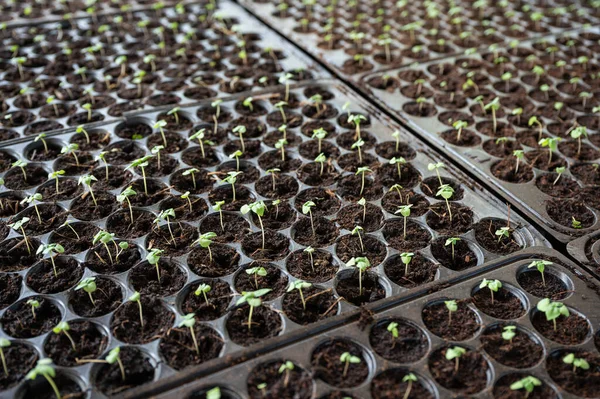 Fiatal Növényi Palánták Ültetése Gyermekágyas Műanyag Tálcába — Stock Fotó