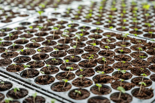 Fiatal Növényi Palánták Ültetése Gyermekágyas Műanyag Tálcába — Stock Fotó