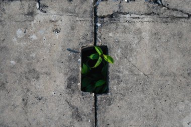 Green plant trying to live and grow in sewer. Environmental, effort , hope concept