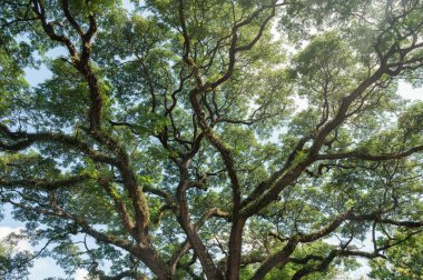 Giant Rain Tree with branches growth in tropical rainforest on sunny day
