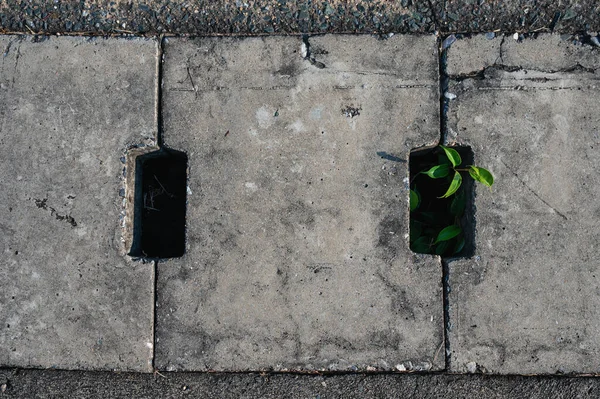 Green Plant Trying Live Grow Sewer Environmental Effort Hope Concept — Fotografia de Stock