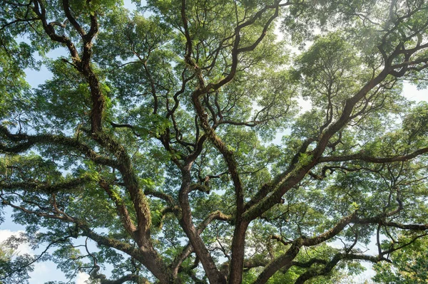 Giant Rain Tree with branches growth in tropical rainforest on sunny day
