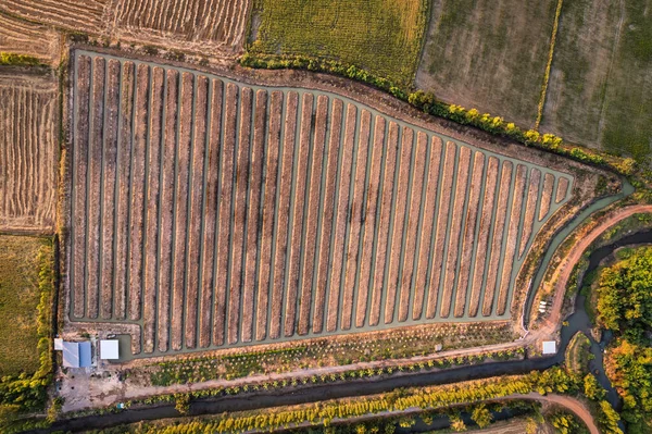 Top View Groove Plantation Farmland Countryside — Fotografia de Stock