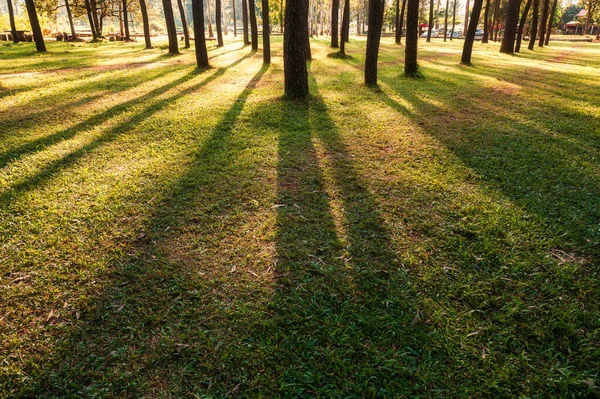 Auringonvalo Paistaa Metsän Mäntyjen Läpi Illalla — kuvapankkivalokuva