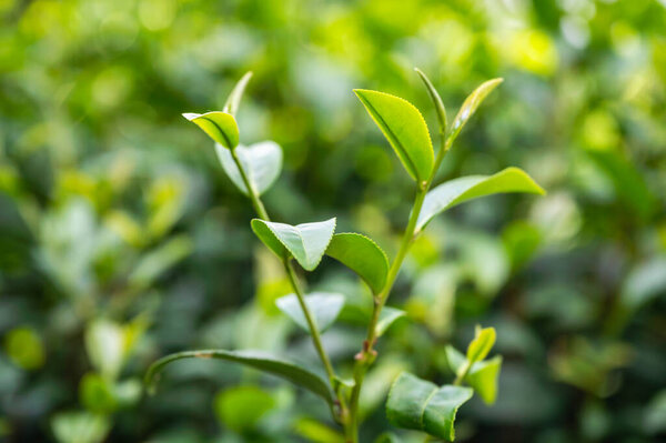 Organic green tea leaf growing in plantation at Northern of Thailand