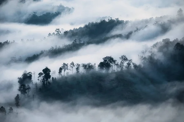 Biała Mgła Płynąca Górach Drzewami Rano Humorzasty Sezon Zimowy — Zdjęcie stockowe