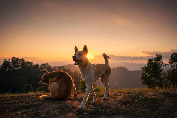Group Domestic Local Dog Enjoying Hill Sunset — Stock Photo, Image