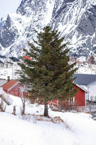Fir Tree Snowy Hill Norwegian Village Winter Lofoten Islands Νορβηγία — Φωτογραφία Αρχείου