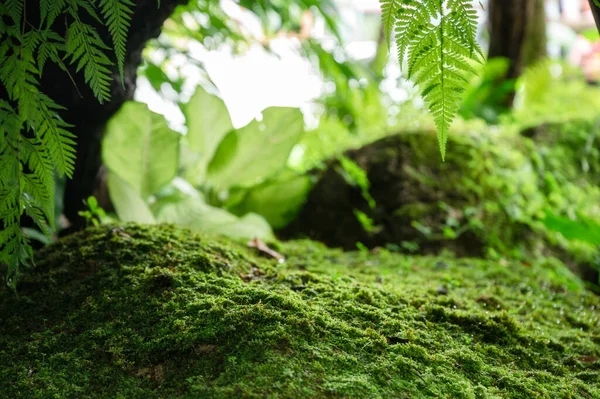 Hermoso Musgo Verde Crecen Piedra Áspera Hojas Verdes Jardín Fondo —  Fotos de Stock