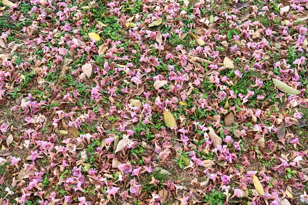 Розовый Лепесток Розового Трубы Розовая Текома Падает Поле Саду Весной — стоковое фото