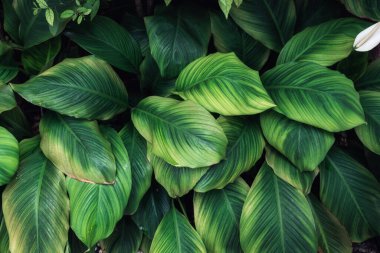 Huysuz, koyu yeşil Barış Zambağı çiçek yapraklı, tek otlu bitki tropikal iklimde resmi bahçede parlıyordu.