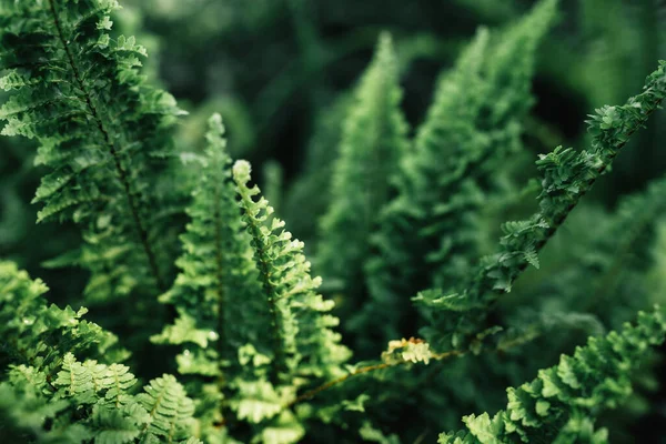 Hoja Verde Oscuro Helecho Botánico Que Crece Selva Tropical —  Fotos de Stock