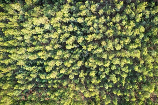Vista Aérea Floresta Eucaliptos Que Cresce Área Cultivada Floresta Tropical — Fotografia de Stock