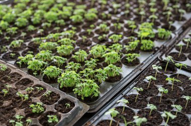 Üremek için plastik tepside toprak bulunan organik sebze tohumları.
