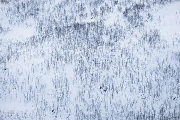 Floresta Seca Colina Coberta Neve Sertão — Fotografia de Stock