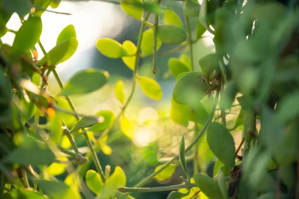 Close Dep Kradum Zielone Liście Światłem Słonecznym Ogrodzie Naturalne Tło — Zdjęcie stockowe
