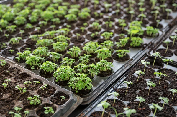 Seedling Organic Vegetable Soil Plastic Tray Breeding — Stock Fotó