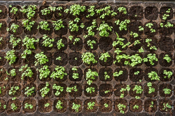 Seedling Organic Vegetable Soil Plastic Tray Breeding — Stock Fotó