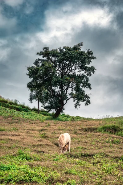 Cow Grazing Hill Tree Moody Sky Farmland — Stockfoto