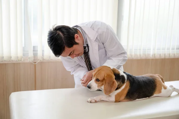 Veteriner Ayak Bileğini Kontrol Veteriner Kliniğindeki Veteriner Masasına Evcil Bir — Stok fotoğraf