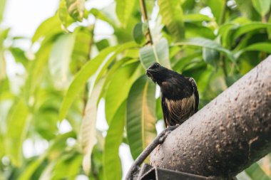 Dikkatli genç saksağan kuş tropikal plantasyondaki direğe bakar ve tünemiş.