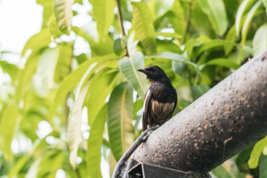 Dikkatli genç saksağan kuş tropikal plantasyondaki direğe bakar ve tünemiş.