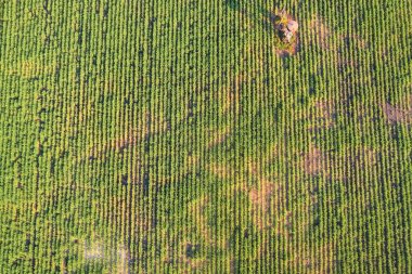 Kırsal kesimlerdeki tarlalarda yetişen şekerkamışı tarımı, şeker, biyoyakıt, etanol üretimi için tarım fabrikası