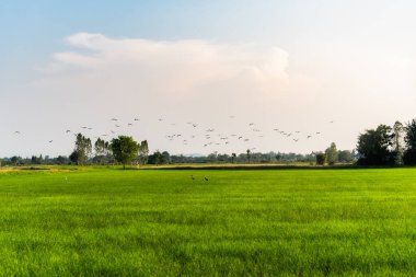 Bir kuş sürüsü, Openbill leyleği kırsaldaki çeltik pirinç tarlasında uçuyor.