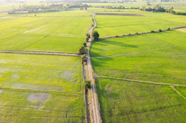 Yeşil çeltik tarlasının havadan görünüşü, kırsal bölgedeki tarım tarlaları. Güneydoğu Asya 'nın sanayi ürünleri ihraç ediliyor