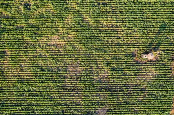 Aerial View Sugarcane Crop Growing Plantation Countryside Agriculture Plant Sugar — Stock Photo, Image