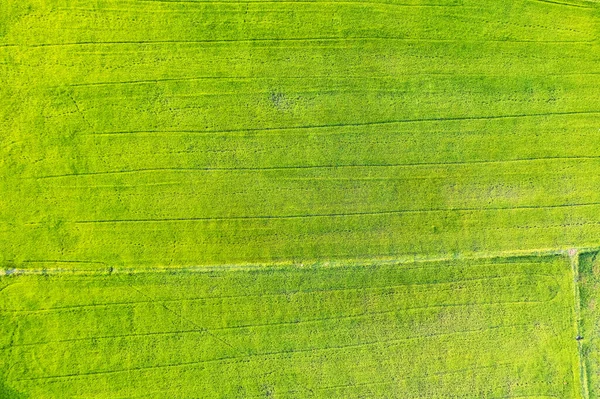 Aerial View Green Rice Paddy Field Farming Cultivation Agricultural Land — Stock Photo, Image