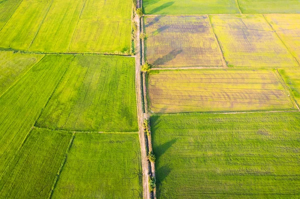 Aerial View Green Rice Paddy Field Farming Cultivation Agricultural Area — Stock Photo, Image