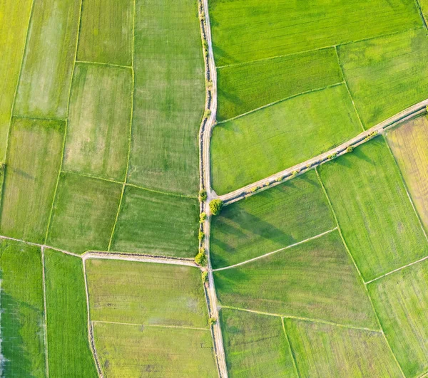 Aerial View Green Rice Paddy Field Farming Cultivation Agricultural Land — Stock Photo, Image