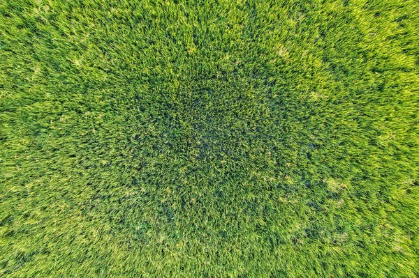 Вид Сверху Зеленое Рисовое Поле Культивация Земле Культуры Сельской Местности — стоковое фото