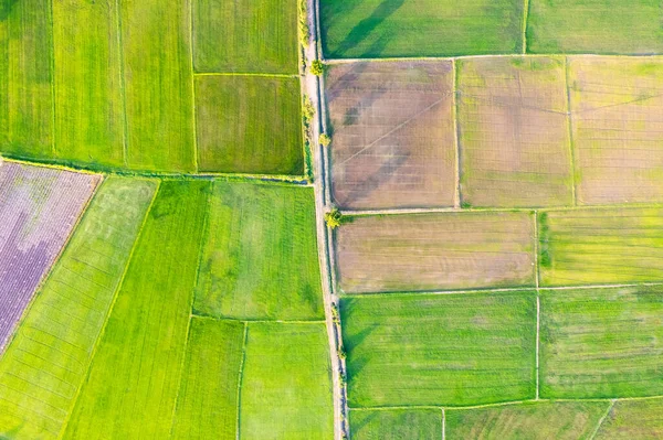 Aerial View Green Rice Paddy Field Farming Cultivation Agricultural Land — Stock Photo, Image