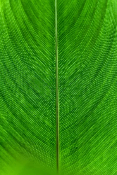 Макро Симметрии Вены Текстуры Зеленый Лист Монокосового Растения Естественный Фон — стоковое фото
