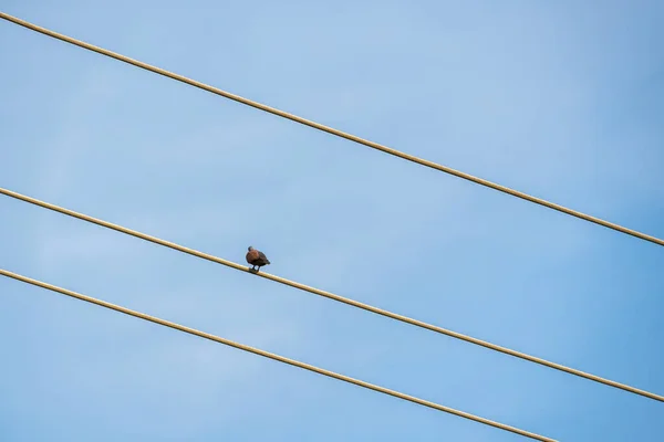 Sozinho Pequeno Pombo Pousando Fio Eletricidade Céu Azul Durante Dia — Fotografia de Stock