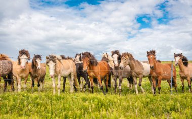 Herd of Icelandic horses with various colors standing on the field in the farm of scenic landscape of iceland