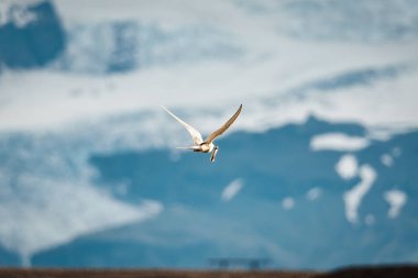 Close up Arctic Tern bird or Kria bird flying and catching fish from the sea in summer of Iceland