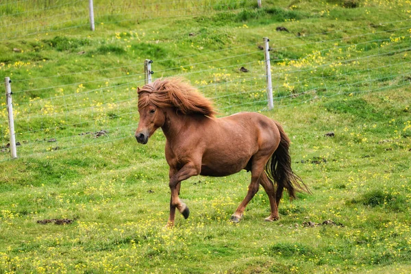 Brown Mare Horse Galloping Field Livestock Summer Day Iceland — Stockfoto