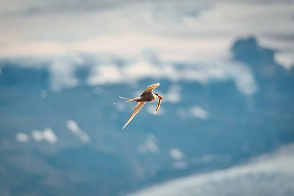 Закріпіть Арктичного Птаха Або Крійського Птаха Який Влітку Літає Ловить — стокове фото