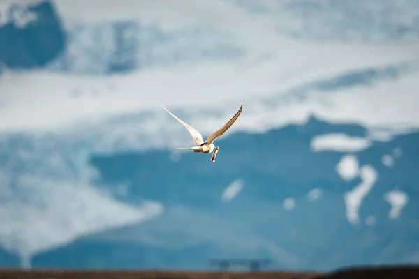 Закріпіть Арктичного Птаха Або Крійського Птаха Який Влітку Літає Ловить — стокове фото