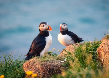 Lovely couple Atlantic Puffin bird or Fratercula Arctica standing on the cliff by coastline in north atlentic ocean on summer in Iceland
