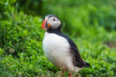 Lovely Atlantic Puffin bird or Fratercula Arctica standing on the grass by the cliff in north atlentic ocean on summer in Iceland